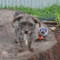 Photo of Barney