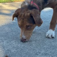 Photo of Ember