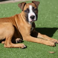 Photo of Comet