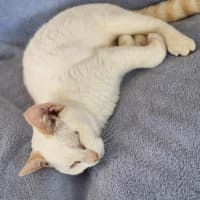 Photo of Strudel