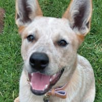 Photo of Willow