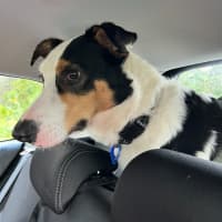 Photo of Toby   2 Year Old Border Collie