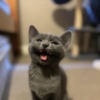 Photo of Artemis   Located In Preston