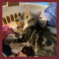Photo of Plum