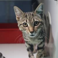 Photo of Kipper