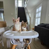 Photo of Ginger & Lily