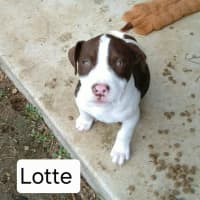 Photo of Lotte