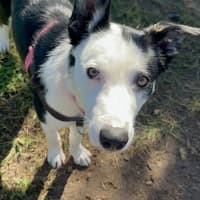 Photo of Pippy