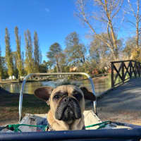 Photo of Josie