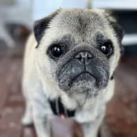 Photo of Prince 👑