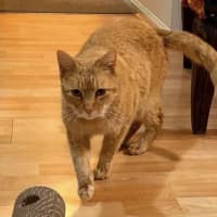Photo of Waffles