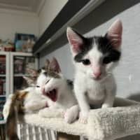 Photo of Nova