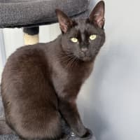 Photo of Cinder