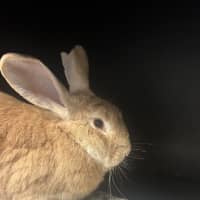 Photo of Caramel