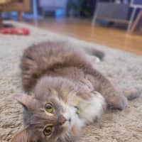 Photo of Klaus