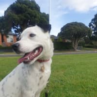 Photo of Moonlight Sparkle