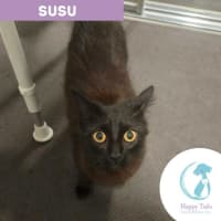Photo of Susu