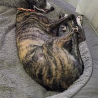 Photo of Maia, The Greyhound