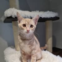 Photo of Butterscotch 