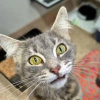 Photo of Momo