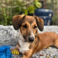 Photo of Scout   7 Month Old Dachshund X