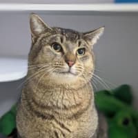Photo of Furcules