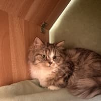 Photo of Myrtle