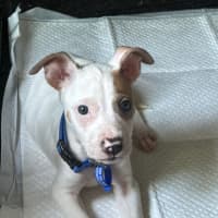 Photo of Miguel   11 Week Old Staffy X Kelpie