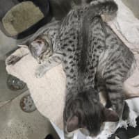 Photo of Pitt ** 2nd Chance Cat Rescue**