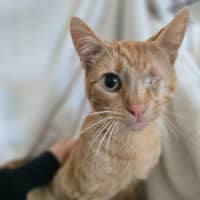 Photo of Saffron 🧡