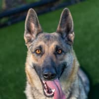 Photo of Stella Imp 10