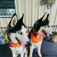 Photo of Benji And Dusty 