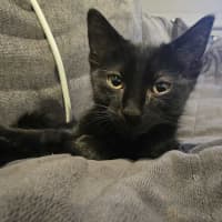 Photo of Morgana 