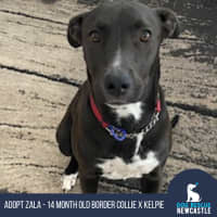 Photo of Zala   1 Year Old Border Collie X Kelpie