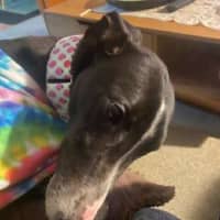 Photo of Candy, The Greyhound