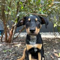 Photo of Queens Gambit