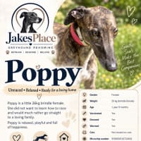 Photo of Poppy