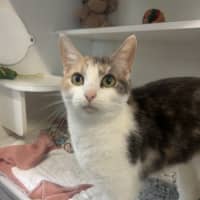 Photo of Kitty