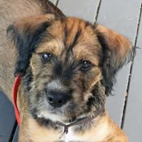 Photo of Kazoo