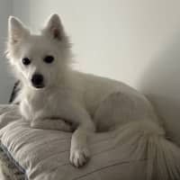 Photo of Peaches 