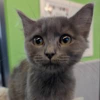 Photo of Gracie The Goblin