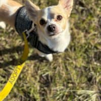 Photo of Jax