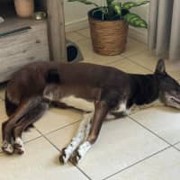 Photo of Tippy & Coco