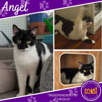 Photo of Angel