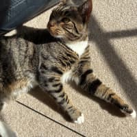 Photo of Bento Aka Benny