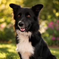 Photo of Zorro