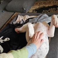 Photo of Rose