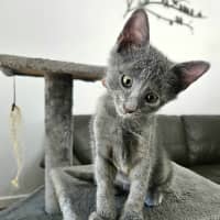 Photo of Merlin