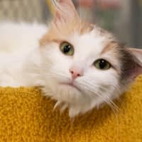 Photo of Ruth Russelton