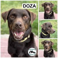 Photo of Doza 